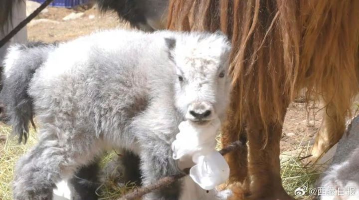 氂牛寶寶十分的軟萌可愛。圖/取自西藏日報微博