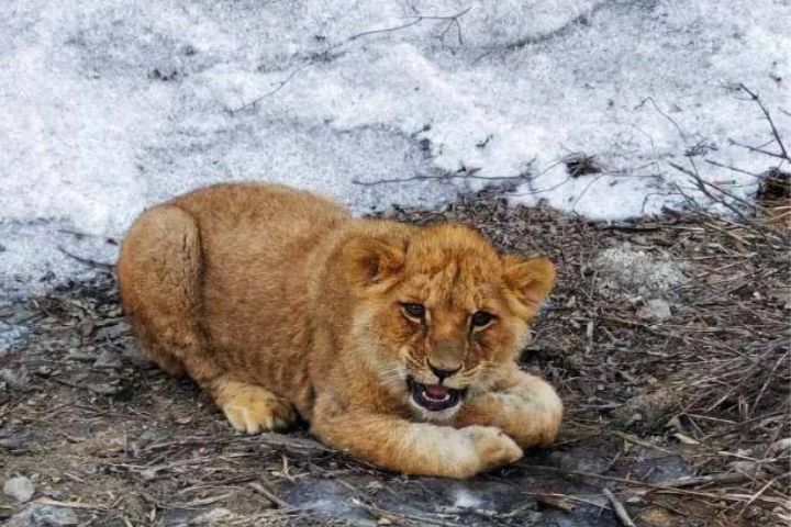 意外的旅客 　山西高速公路旁趴著一隻落單小獅子？