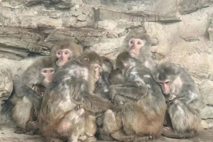 低溫真頂不住？北京動物園獼猴瑟瑟發抖　抱團取暖