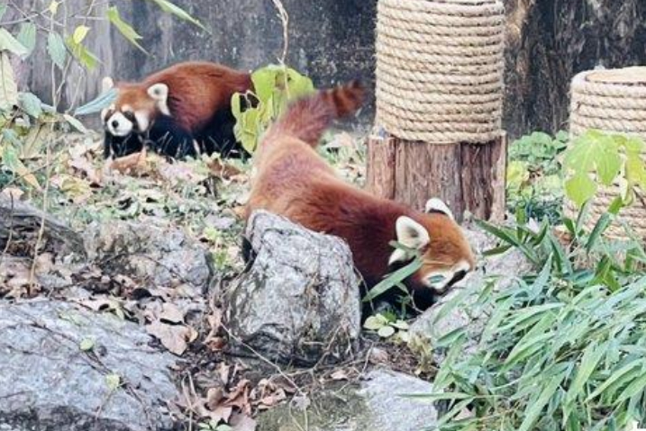 成果豐碩！雙城論壇共同打造「AI合作示範城」、台北再迎2小貓熊