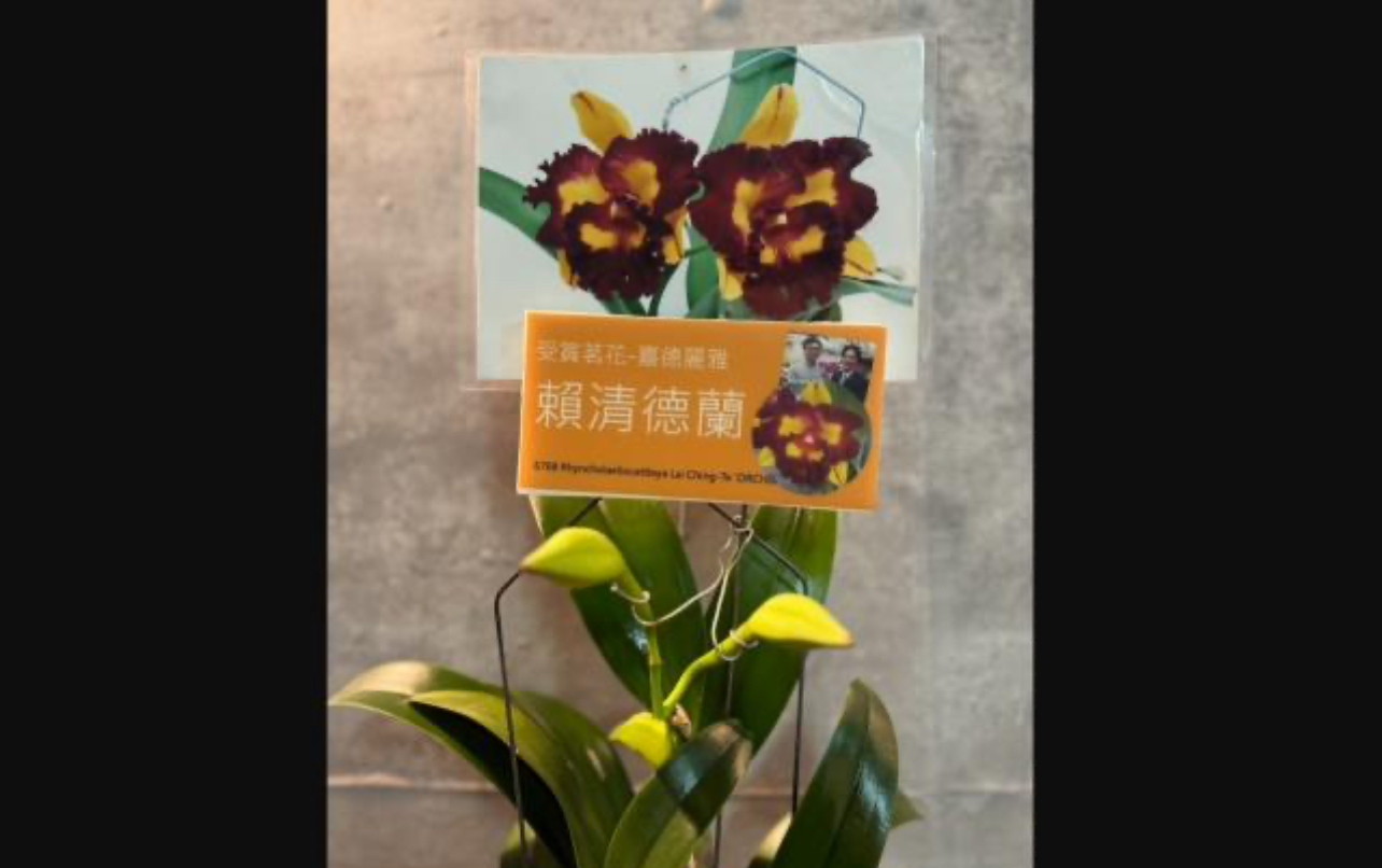 台南山上花園水道博物館將於10月10日至14日舉辦館慶蘭花大展,由台南蘭農育種、名命的「賴清德蘭」將參展。圖/中央社