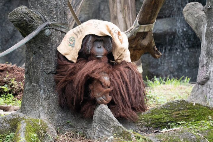 冷氣團來襲　北市動物園啟用保暖模式　麻布袋、電暖器上陣