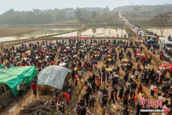 呆呆搖人按豬爆紅　合川啟動1.11刨豬湯節IP　地方文旅搶接潑天流量