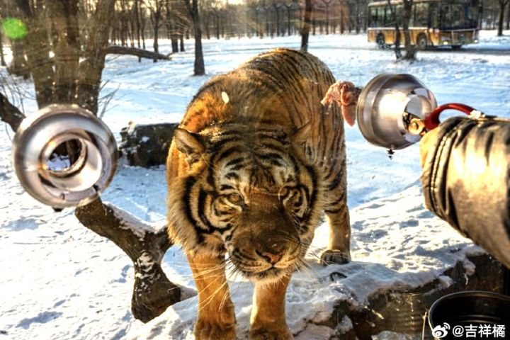東北虎吃到想吐？從早到晚　遊園車旅客熱情投餵　