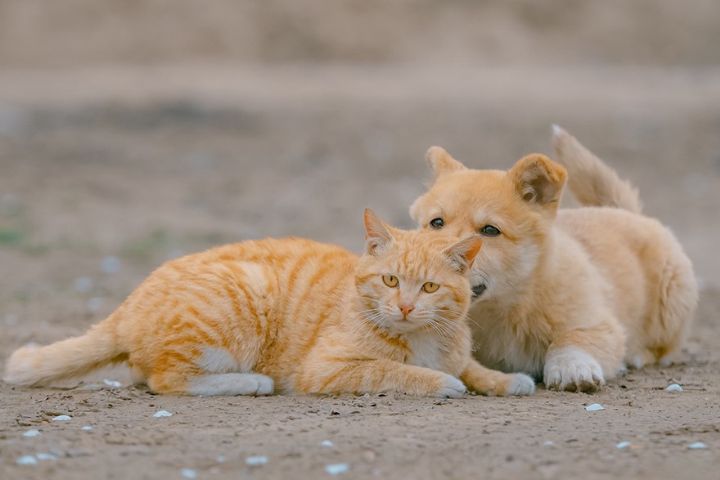 寵物用藥新制擬7月上路？農業部：配套未完備不會貿然實施