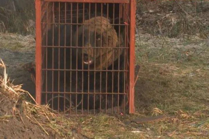 毀籠逃脫、出沒半年　北海道380公斤巨型棕熊終被捕撲殺