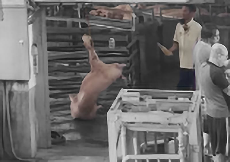 台灣動物社會研究會披露宜蘭肉品市場嚴重虐待動物事證。圖/取自台灣動物社會研究會網站
