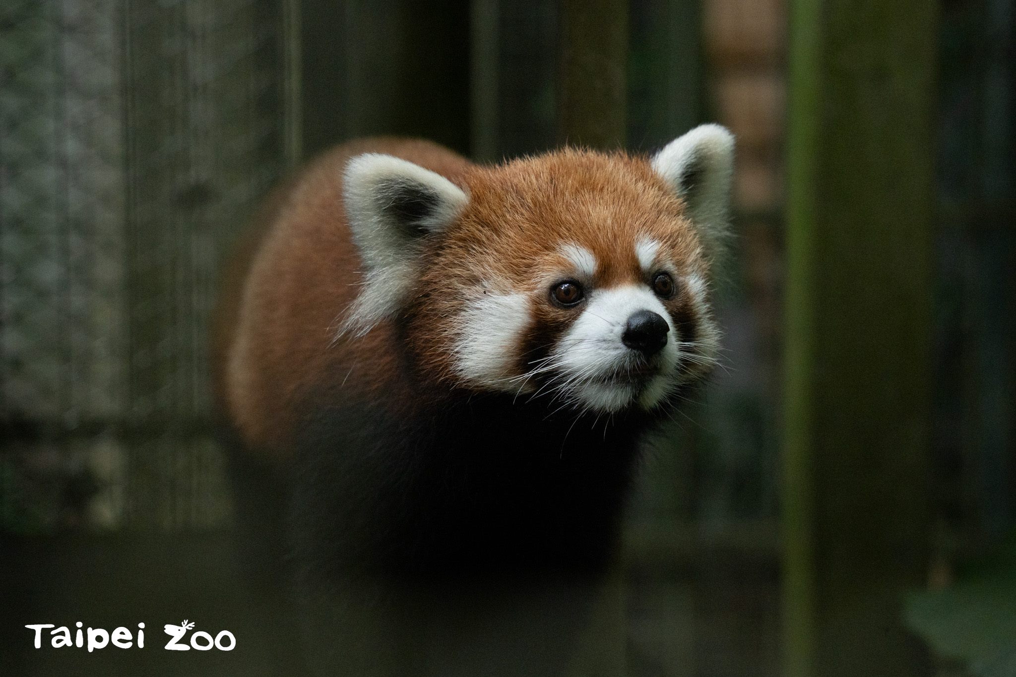 台北市立動物園的新成員「未來」目前已在小貓熊的戶外活動區亮相。圖/取自台北市立動物園網站