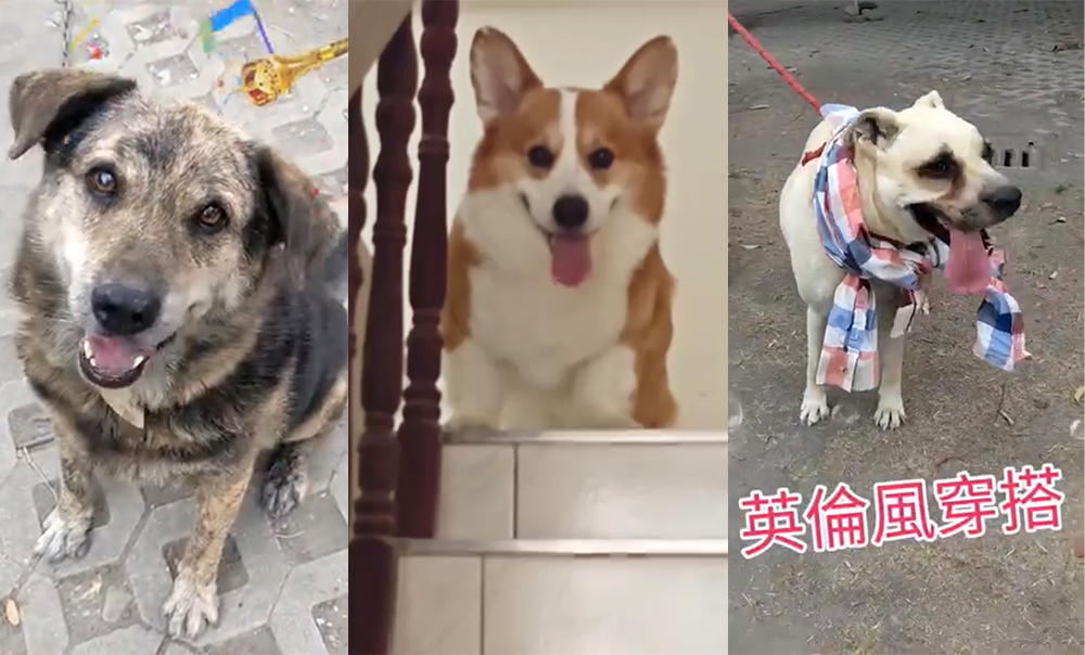 「寵物汪星秀」參賽的狗狗們，等待您的一票。圖/讀者提供