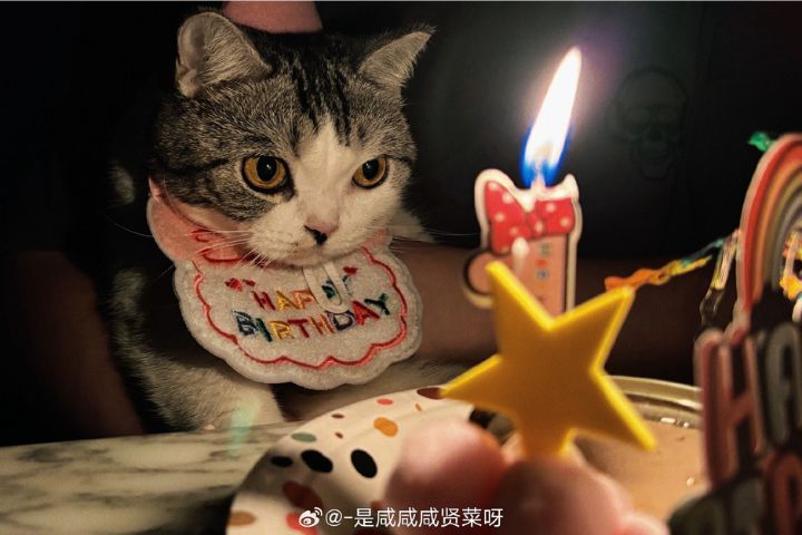 從滅鼠英雄到心靈療癒師 8.8國際貓咪日 牠們值得溫柔對待