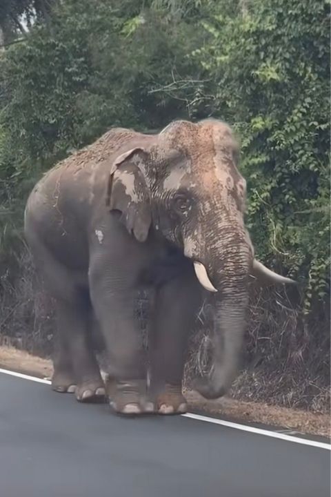 大象蘇隆在森林與道路間緩慢前進,從原本被遷移的地點一路往吉蘭丹方向移動。圖/取自地球情報猿影片