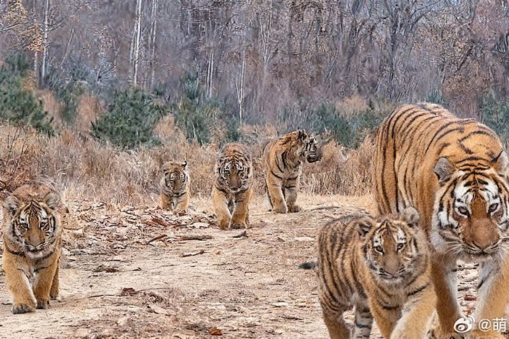 全球罕見　一虎帶五寶　東北虎為何如此多產？