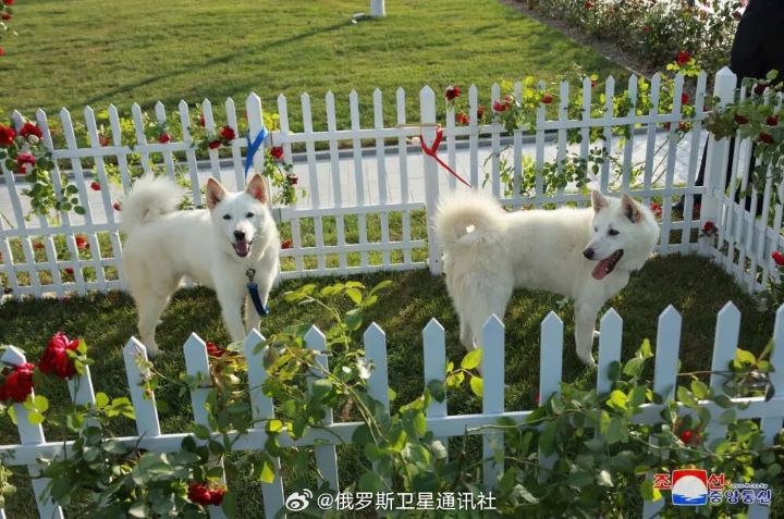 2024年北韓領導人金正恩也送給普丁一對北韓特有的豐山犬。圖/取自朝鮮中央通訊社