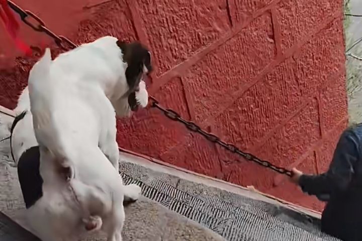 陡峭台階前狗狗「抖腿下山」　萌態背後掀動保爭議