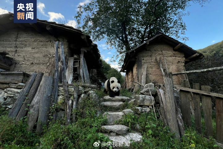 陝西大貓熊到養蜂場串門子 一屁股坐下不走了