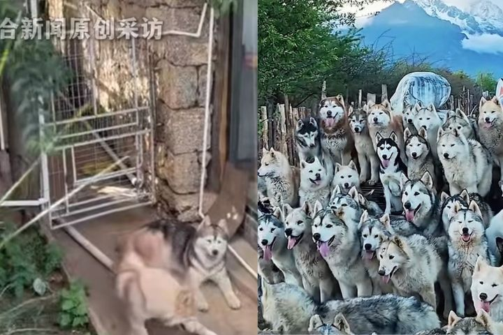 麗江知名「狗咖」傳已停業　數十隻哈士奇疑遭棄養
