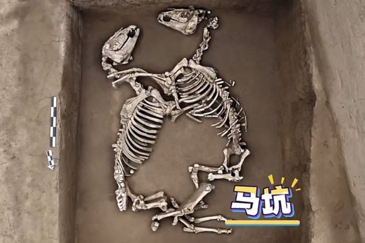 3千年前的動物園　殷墟出土最早人工圈養野生動物群