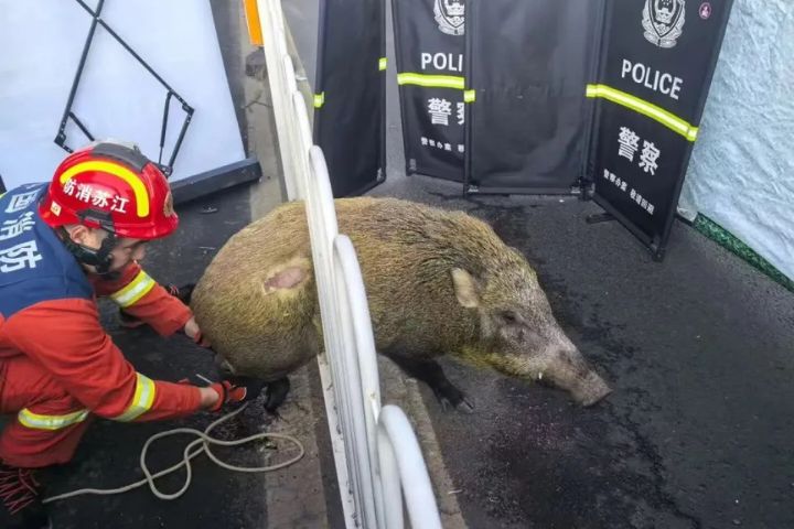 誰說「頭過身就過」？野豬過馬路　護欄卡住牠的肥肚