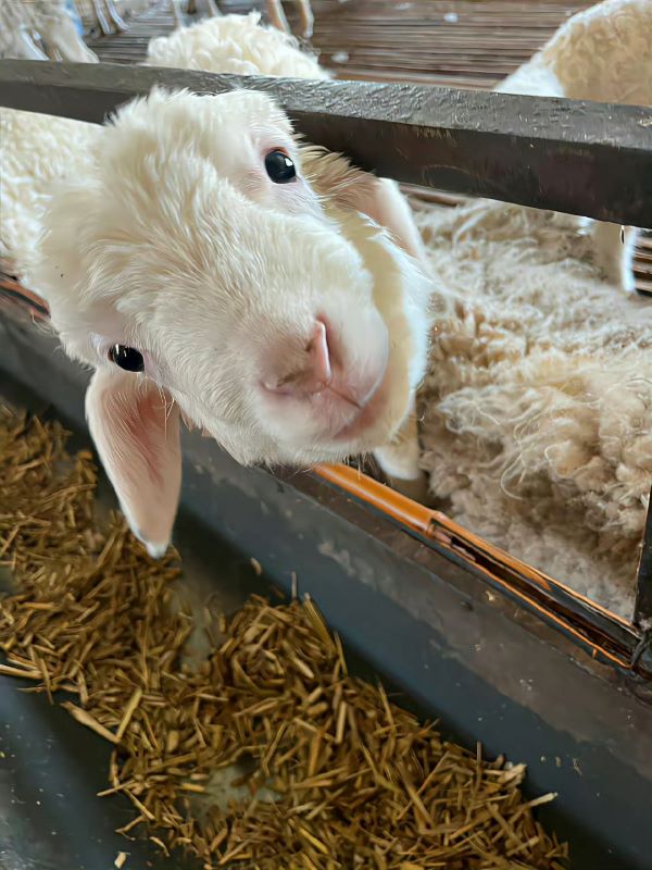 小羊在出生約2至4周時，身體進入乳齒快速生長期。圖/取自麥麥Daily微博