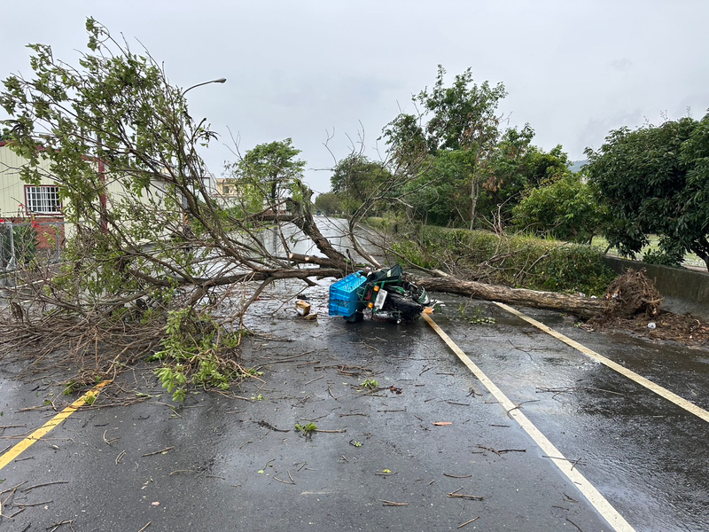 彰化一名郵差在執行勤務時遭路樹砸中，傷重身亡。圖/中央社
