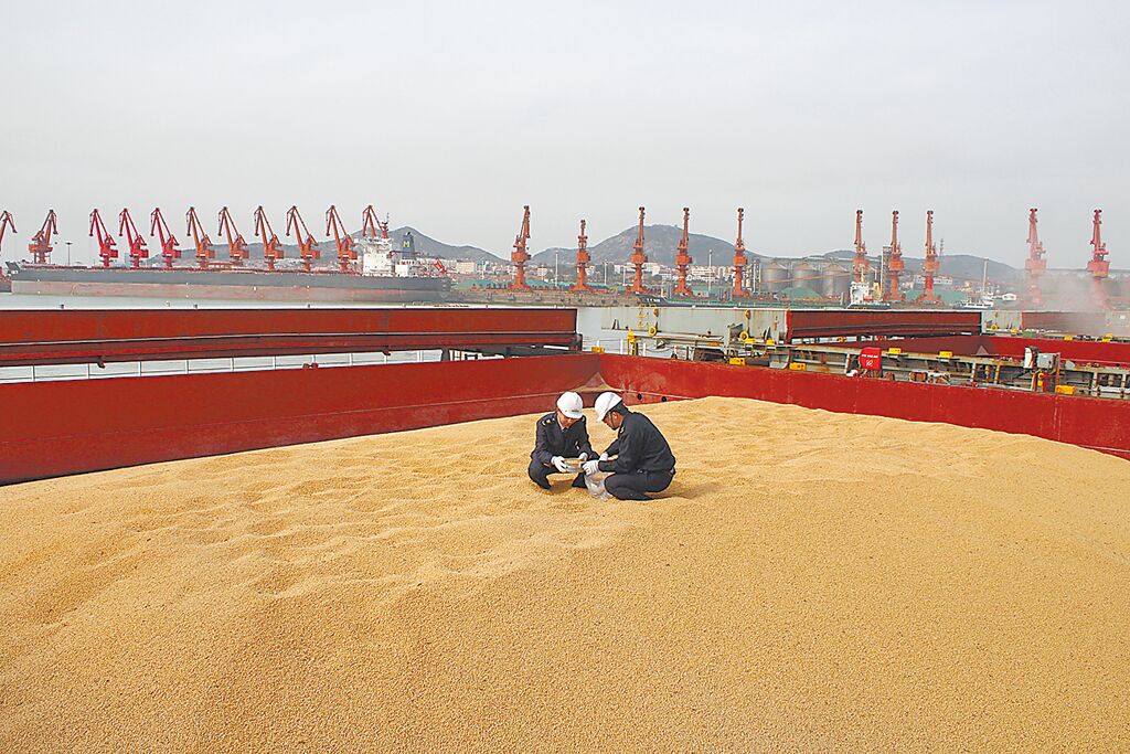 大陸敢不進口美國大豆的原因