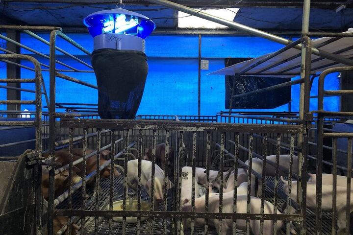 養豬場應做好防蚊設施，避免日本腦炎擴散。圖/取自屏東縣政府官方網站