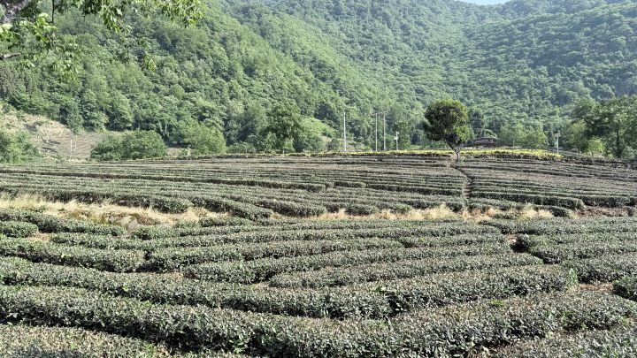文縣碧口鎮、中廟鎮、范壩鎮等地數萬畝茶園,種植的竟龍井43與中茶108等優良茶樹。圖/記者陳素貞攝