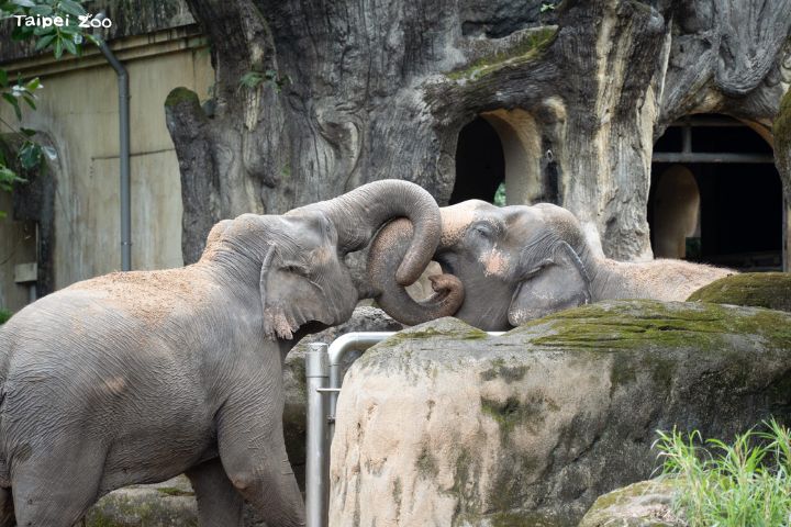 「象鼻拳王」為點心「打沙包」　亞洲象憑實力「賺零食」