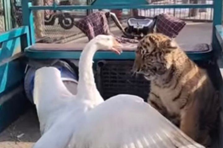 狮虎寶寶被大白鵝嚇到縮成一團　保育員帶離後才敢探頭