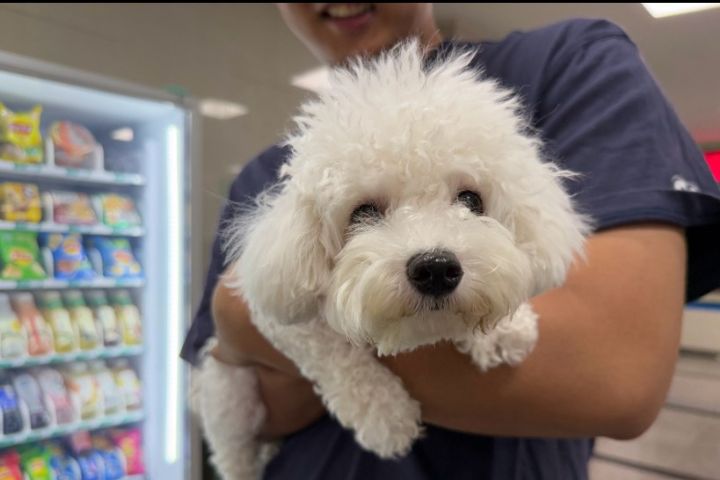 對於自幼與人類有良好互動經驗的犬隻，觸摸頭部通常不會產生壓力。圖/取自緋溦微博