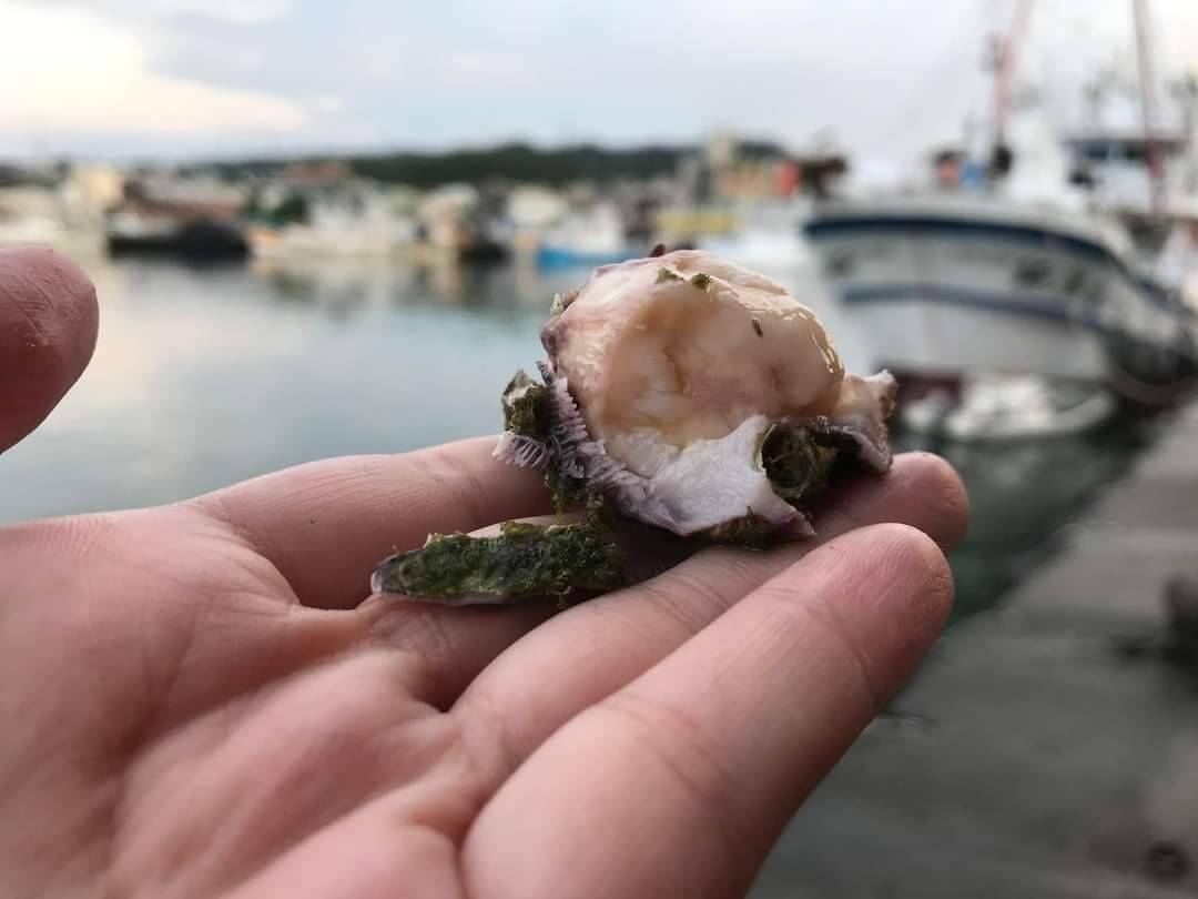 藤壺的肉質鮮美，風味特殊，有平價版龍蝦之稱。圖/取自新北市政府網站