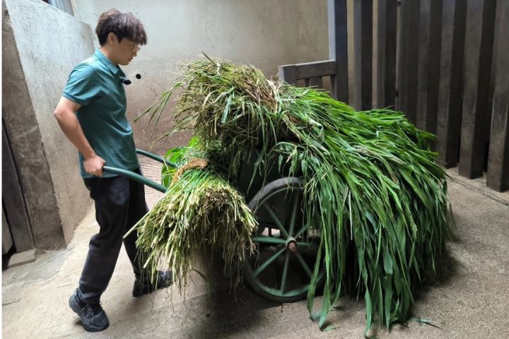 夏季兩隻河馬一天要吃掉6捆青草,每捆約15公斤,另外還有顆粒飼料、胡蘿蔔等食物。圖/取自九派新聞