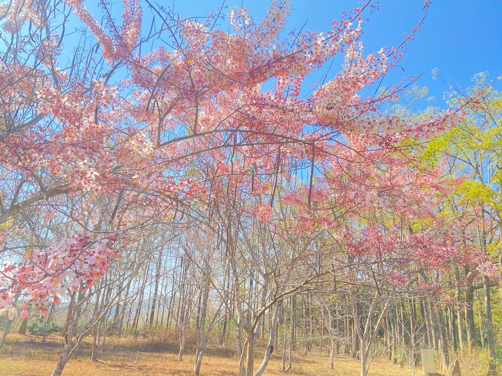 民眾可在春季至花旗木園區賞花，感受被粉紅海包圍的浪漫場景。圖/取自茂林國家風景區網站