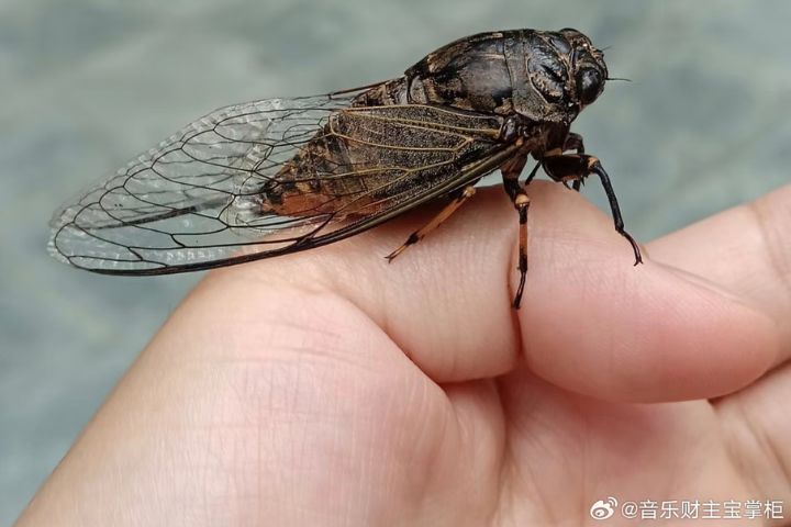 夏蟬為什麼叫不停？用命求愛的勇士 譜出限時愛情故事