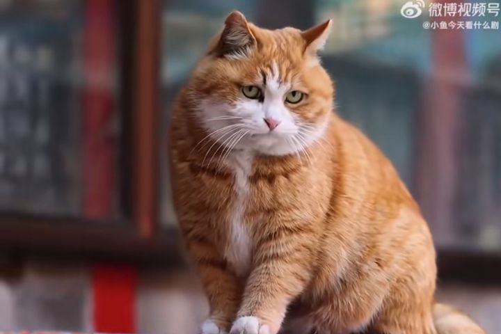 帕帕其實並不怯懦，反而是「貓界小霸王」：常常搶別的貓糧，甚至在宮貓之間地位頗高。圖/取自小魚今天看什麼劇微博