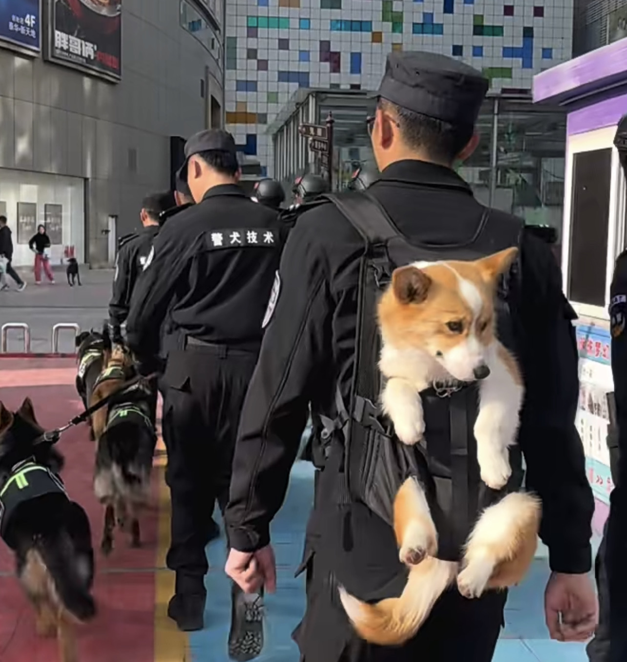 兩岸警界都有團寵，連帶讓警民關係更和諧，算得上是兩全其美的好事。「福仔」警犬出行，不同於牠的同伴，被警員背著走。圖/截自濰坊公安@柯福警長