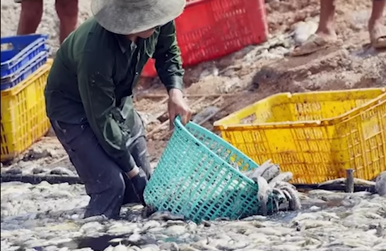 民眾涉水協助清理魚屍。圖/取自Báo Tuổi Trẻ 官方《YouTube》頻道