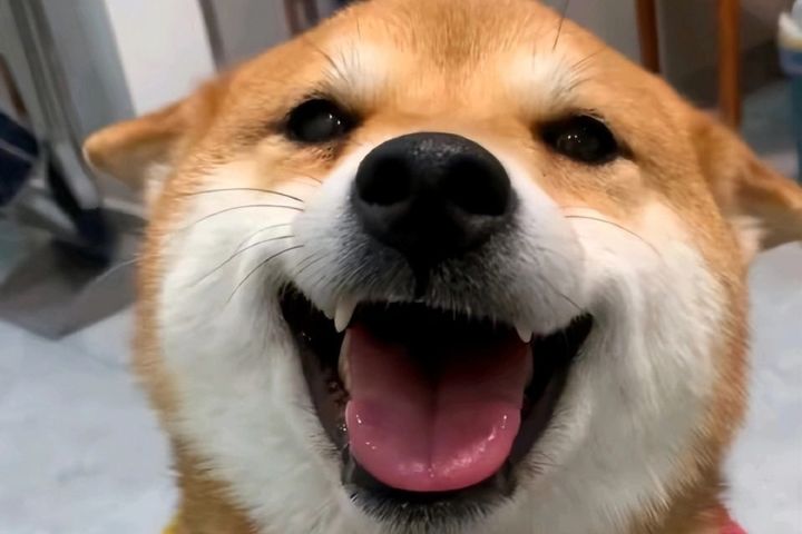 陪主人度蜜月　網紅柴犬「小柴佩奇」疑遭投毒身亡　