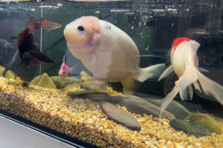 蘭壽金魚，肥嘟嘟，憨態可掬的趣味感躍然眼前。圖/取自妮妮YangSeven微博