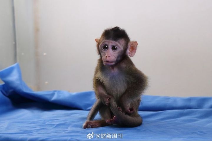 實驗猴飆破每隻20萬元人民幣　有價無市　陸創新藥研發陷「猴荒」