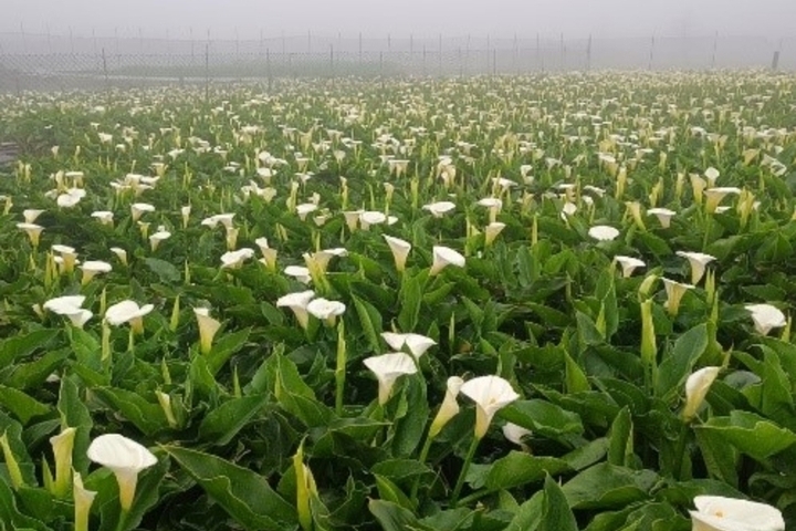 鋒面通過北宜稍降溫　中部以北、東部防雷雨