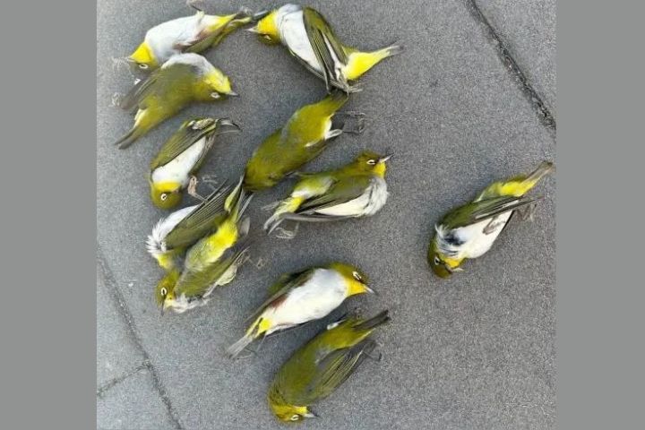 北京12隻候鳥撞玻璃致死    紅脅繡眼鳥成城市受害者