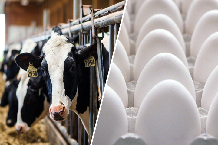 美國多處牧場乳牛的生乳中驗出大量禽流感病毒。圖/取自美國食品藥物管理局官方《推特》