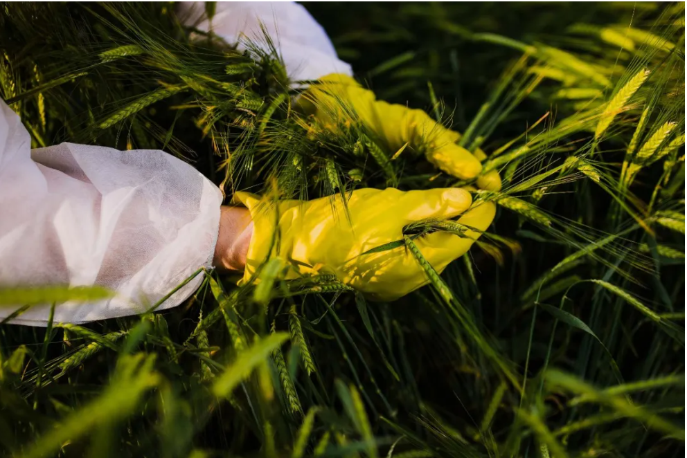 大陸「地下」糧食保衛戰　國安部再次公布外國使館竊取水稻種源案