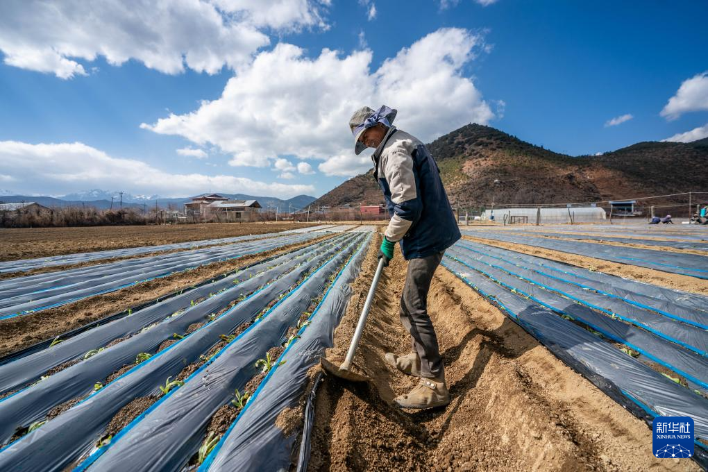 3月9日，在香格里拉市建塘鎮，農民在田間勞作。圖/取自新華社