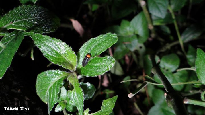螢火蟲對環境條件相當敏感，需低光害、無農藥污染且具遮蔽的棲地。圖/北市動物園提供