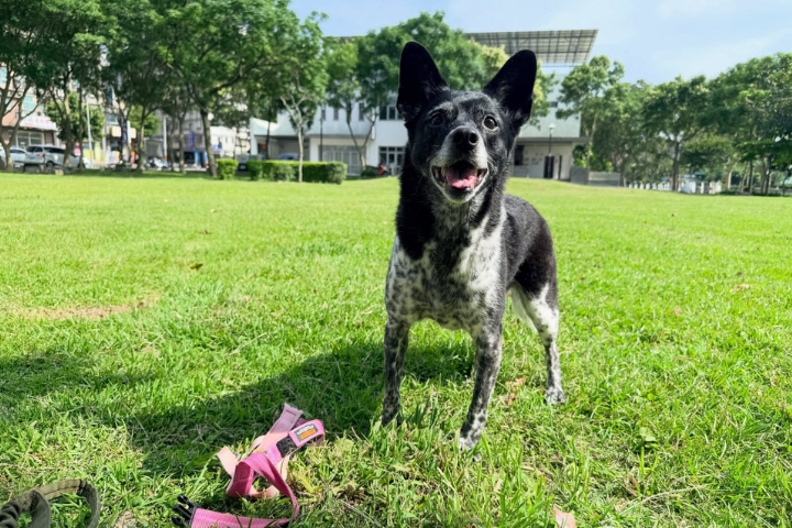 愛犬「陳美琪」雲林失蹤！飼主急懸賞50萬　狂吸60萬人瀏覽