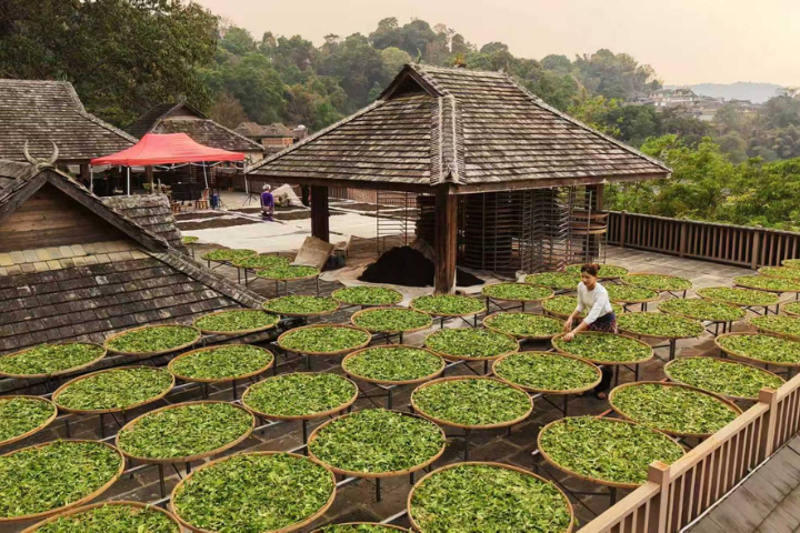 【鄭麗文訪陸】鄭麗文家鄉的普洱茶　變身大陸年輕人新寵