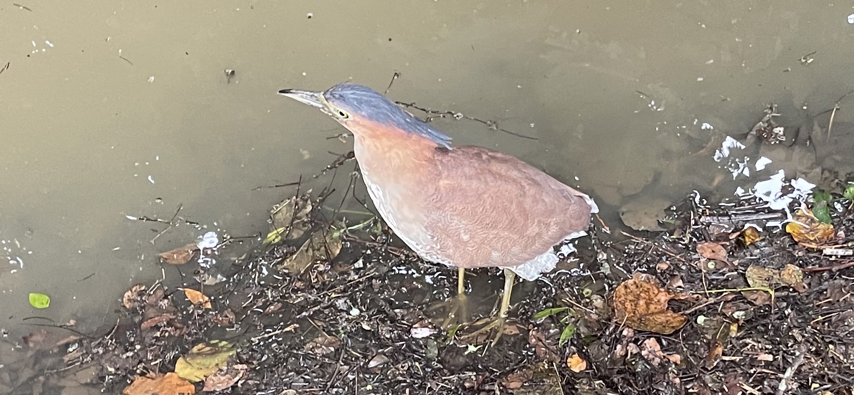 在公園或湖邊都可以看到夜鷺動也不動地準備狩獵的樣子。圖/楊俊斌攝