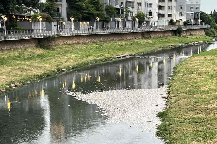 老街溪水面漂浮了大量魚屍。圖/取自興平里水環境巡守隊隊長劉明賢《臉書》